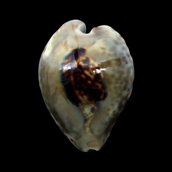 teulerei 56,0mm BIG