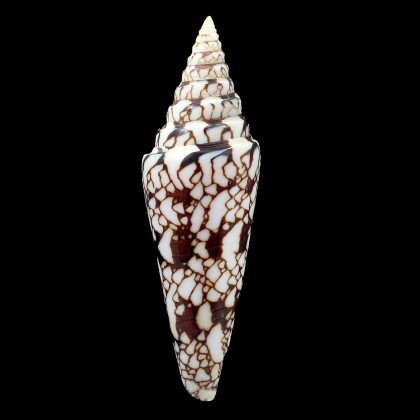 milneedwardsi 113,0mm