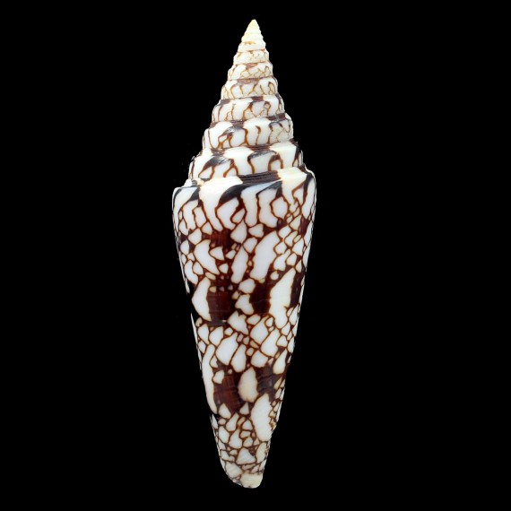 milneedwardsi 113,0mm