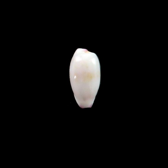 serrulifera 9,6mm