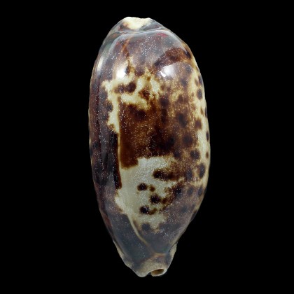 testudinaria 134,2mm BIG