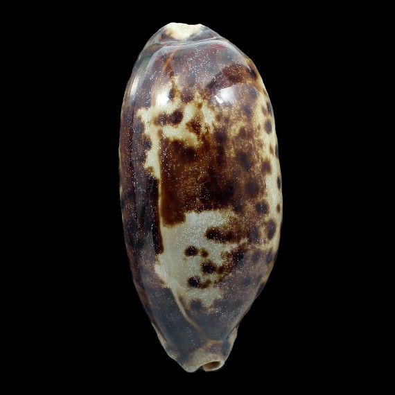 testudinaria 134,2mm BIG