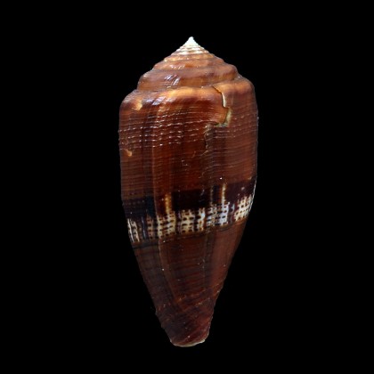 coccineus 55,2mm BIG