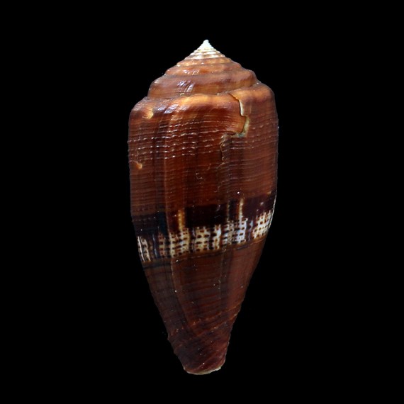 coccineus 55,2mm BIG