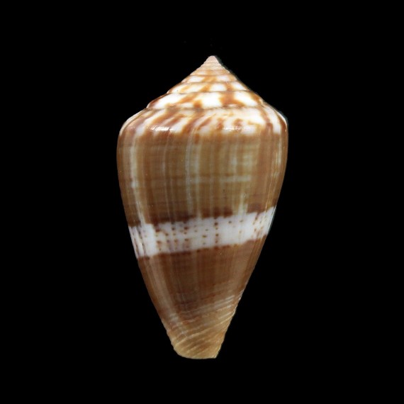 cumingii 37,0mm BIG