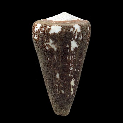 virgo 77,0mm EXCEPTIONAL WHITE