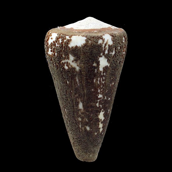 virgo 77,0mm EXCEPTIONAL WHITE