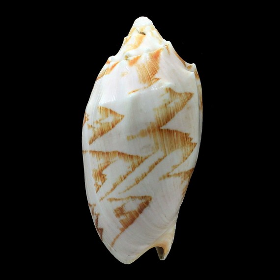 verspertillo 94,0mm