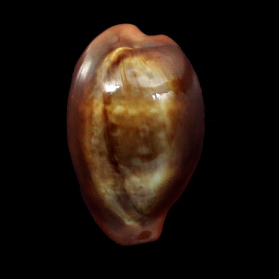pyrum nigromarginata 31,0mm