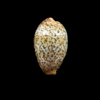 humphreysi 17,0mm