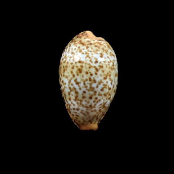 humphreysi 17,0mm
