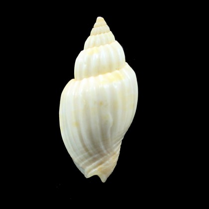 mitraeformis grockeae 47,3mm RARE