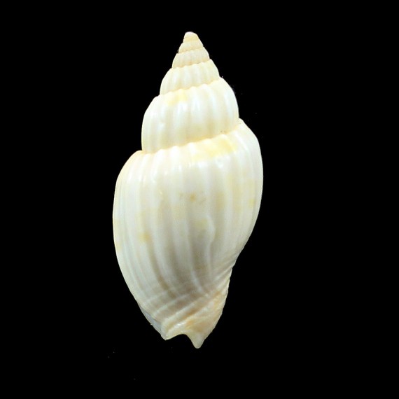 mitraeformis grockeae 47,3mm RARE