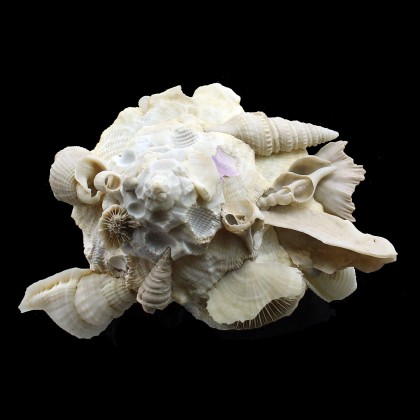pallidula 131,0mm SUPERB