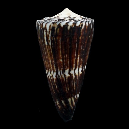 generalis 88,3mm