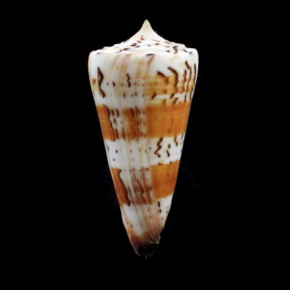 generalis 78,1mm