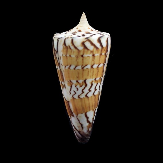generalis pallida 74,0mm