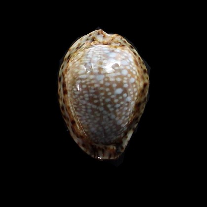 lamarcki fainzilberi 30,0mm