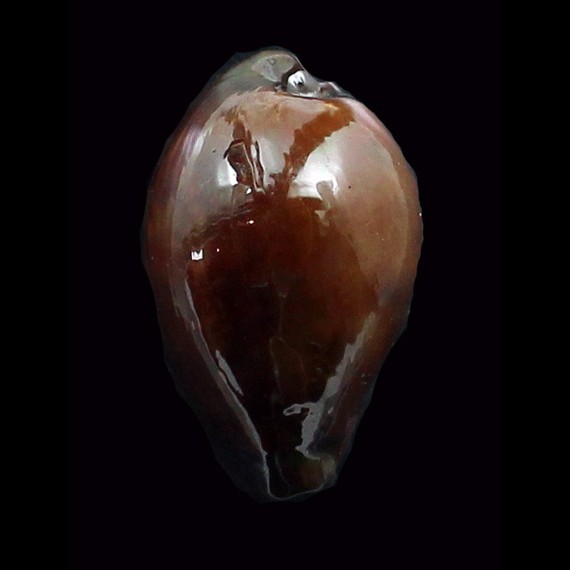 adusta 49,4mm