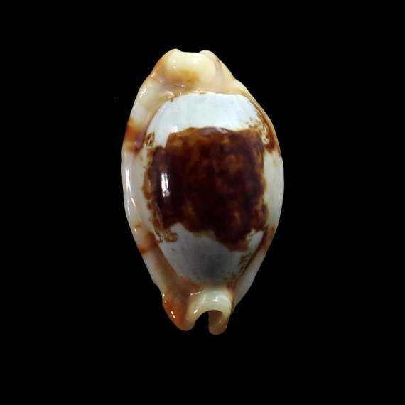 stolida crossei 34,5mm ROSTRATE