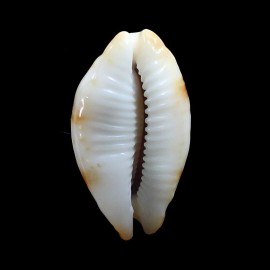 stolida crossei 34,5mm ROSTRATE