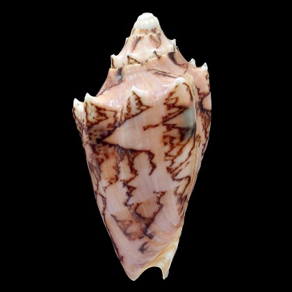 vespertilio 91,5mm