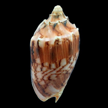 vespertilio matiyensis 91,2mm
