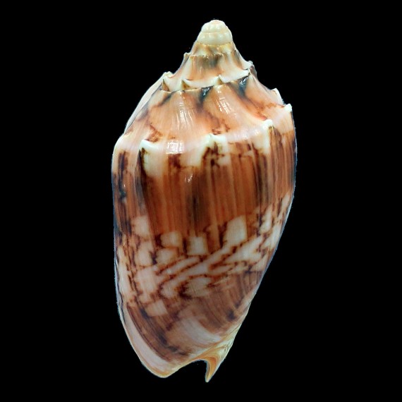vespertilio matiyensis 91,2mm
