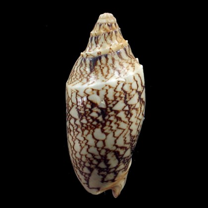vespertilio 73,0mm