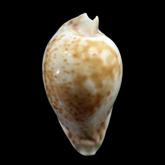 hesitata 89,0mm