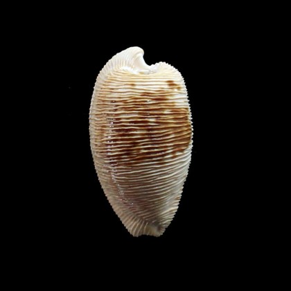 capensis 31,0mm
