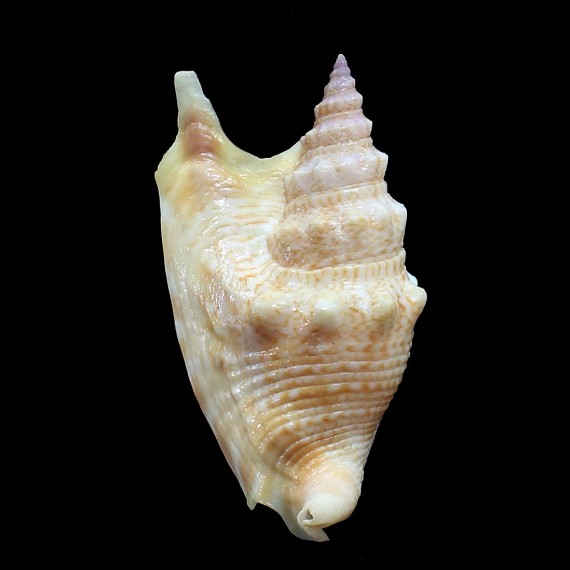 vomer 71,0mm