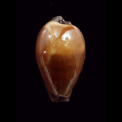 adusta persica 55,0mm WRS