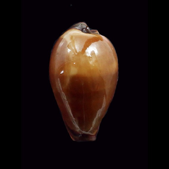 adusta persica 55,0mm WRS