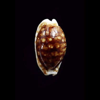 cribraria 25,0mm NIGER