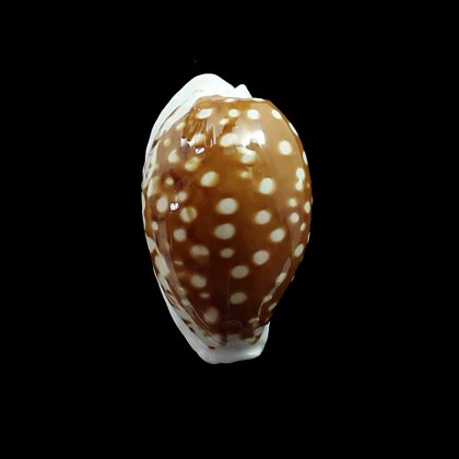 exmouthensis 32,0mm