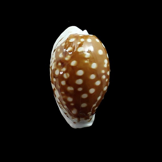 exmouthensis 32,0mm