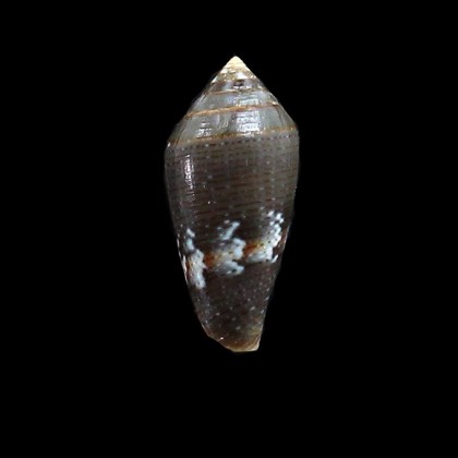 bruguieri 28,5mm