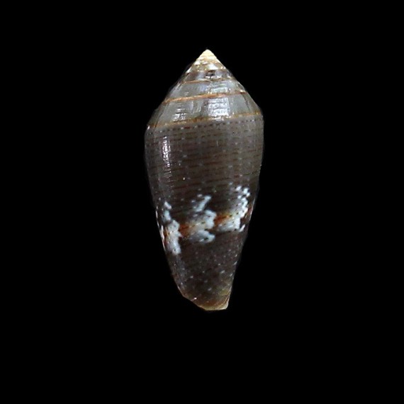 bruguieri 28,5mm