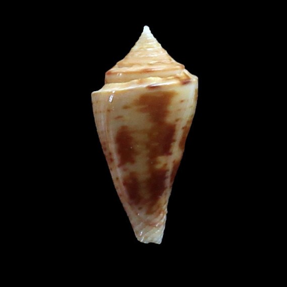 lentiginosus 28,5mm