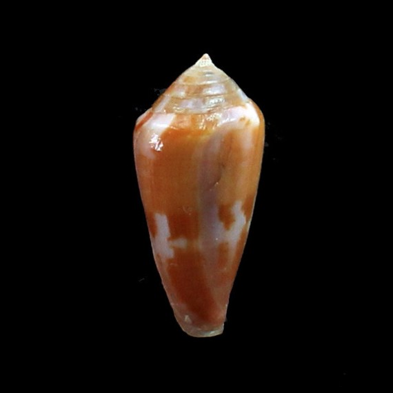 coralinus 27,5mm