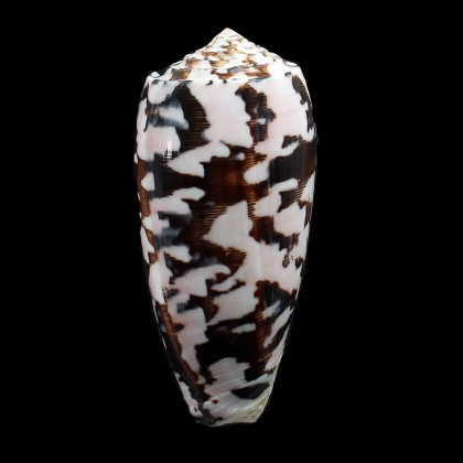 striatus 83,0mm SPLENDID