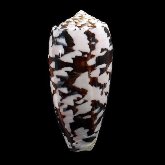 striatus 83,0mm SPLENDID