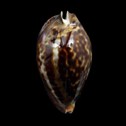 friendii 89,4mm