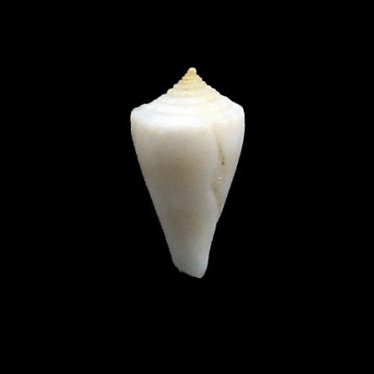 gondwanensis 19,0mm RARITY