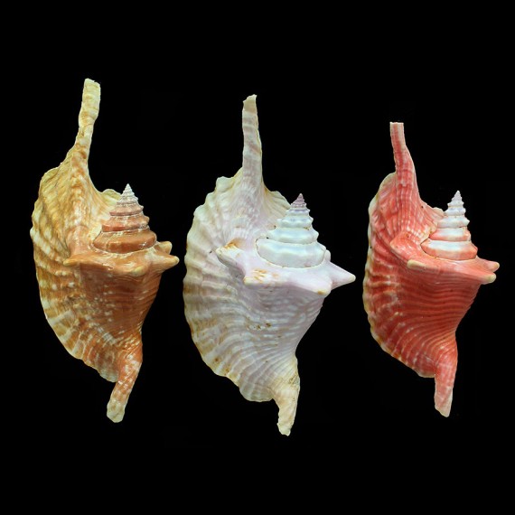 gallus 147/149/130,0mm