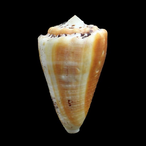 regius citrinus 56,0mm