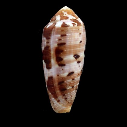 cicumcisus 55,0mm