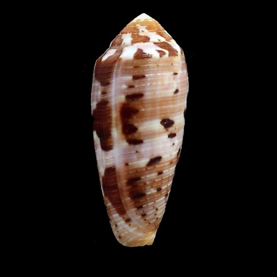 cicumcisus 55,0mm