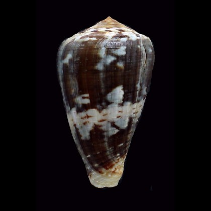 ermineus 70,0mm